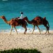 Kamel Reiten am Strand