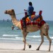 Kempinski Ajman - Lust auf Kamelreiten am Strand