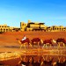 Qasr Al Sarab Desert Resort - Kamele