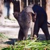 Elephant Hills Camp - Baby Elefanten